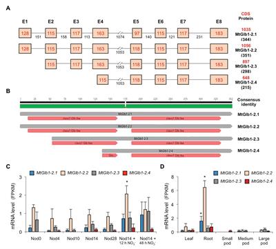 A Plant Gene Encoding One-Heme and Two-Heme Hemoglobins With Extreme Reactivities Toward Diatomic Gases and Nitrite